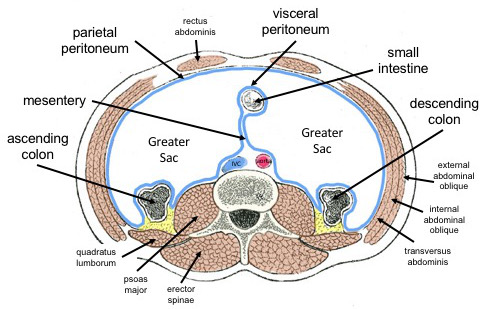 Difference Between Visceral and Parietal Serous Membranes