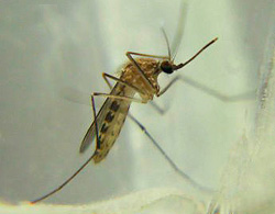 Aedes Anopheles and Culex Mosquitoes