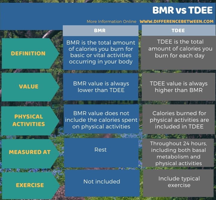 Difference Between BMR and TDEE in Tabular Form