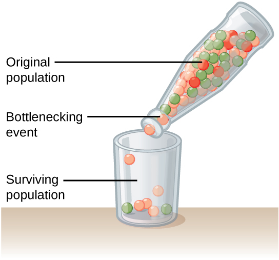 Difference Between Founder Effect and Bottleneck Effect