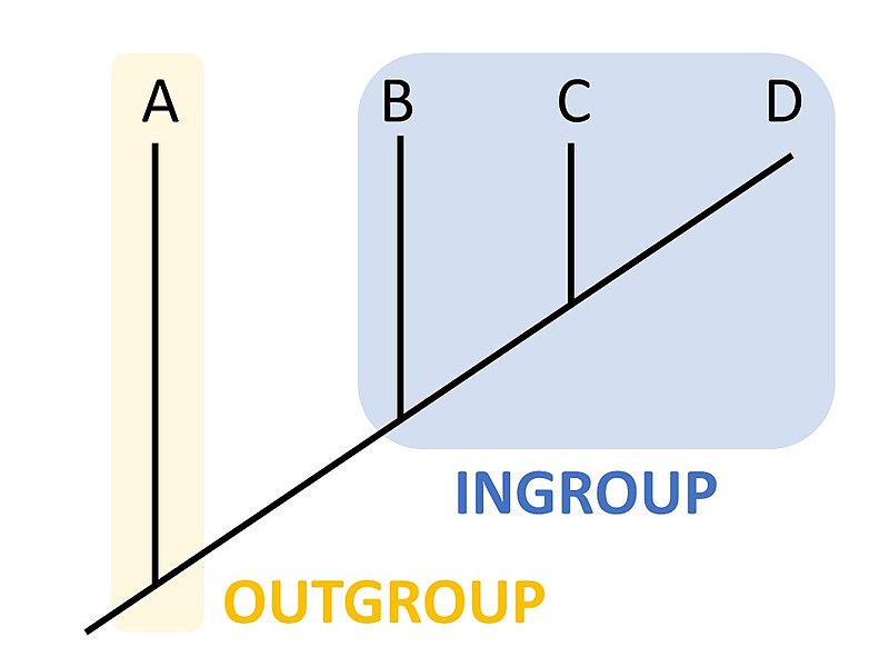 Difference Between Ingroup and Outgroup in Biology