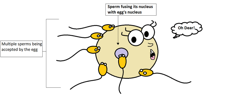 Key Difference - Monospermy vs Polyspermy