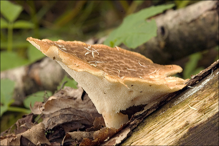 Difference Between Agaricus and Polyporus