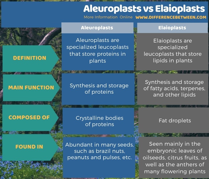 Difference Between Aleuroplasts and Elaioplasts in Tabular Form