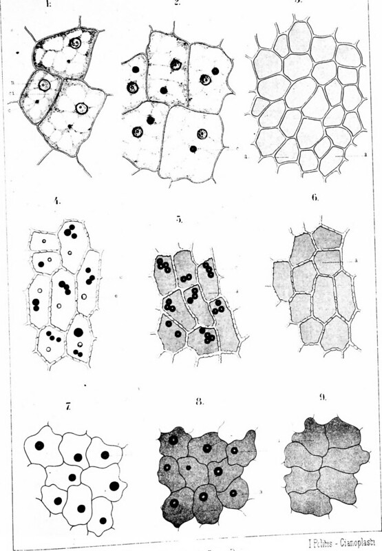 Key Difference - Aleuroplasts vs Elaioplasts