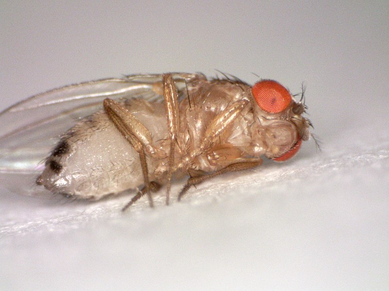 Key Difference - Male vs Female Drosophila melanogaster