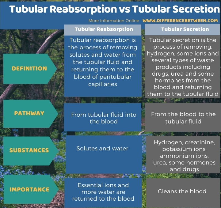 Difference Between Tubular Reabsorption and Tubular Secretion in Tabular Form