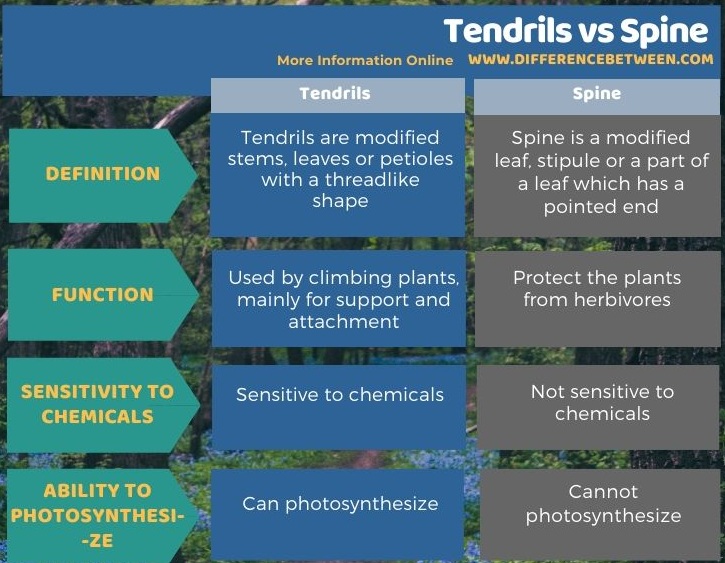 Difference Between Tendrils and Spine in Tabular Form