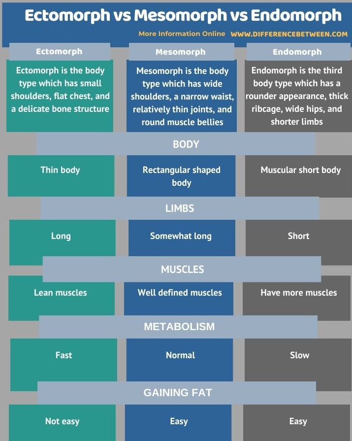 Difference Between Ectomorph Mesomorph and Endomorph in Tabular Form