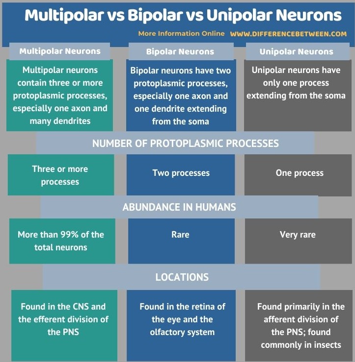 Difference Between Multipolar Bipolar and Unipolar Neurons in Tabular Form