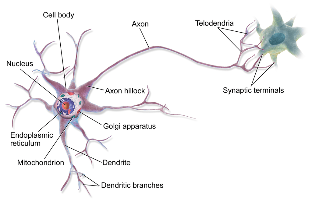 Difference Between Multipolar Bipolar and Unipolar Neurons