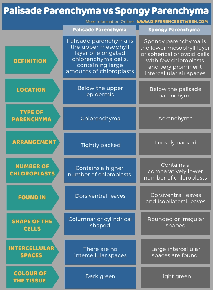 Difference Between Palisade Parenchyma and Spongy Parenchyma in Tabular Form