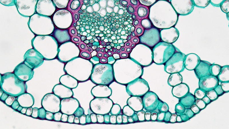 Difference Between Palisade Parenchyma and Spongy Parenchyma