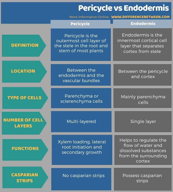 Difference Between Pericycle and Endodermis in Tabular Form