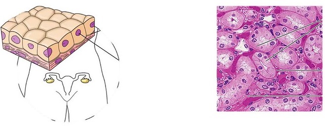 Key Difference - Simple Squamous vs Simple Cuboidal