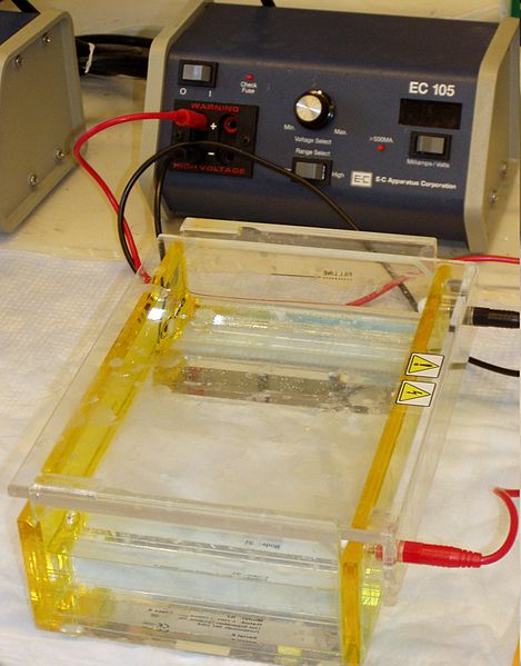 Key Difference - Electrophoresis vs Dielectrophoresis