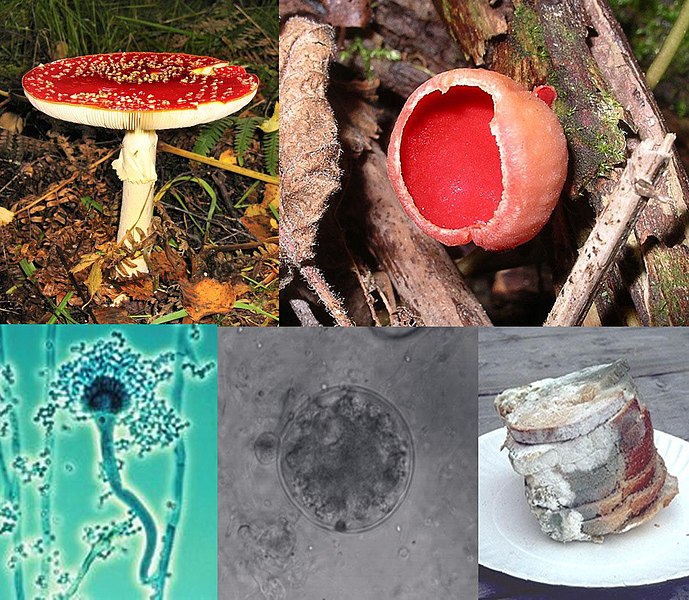 Key Difference - Myxomycota vs Eumycota