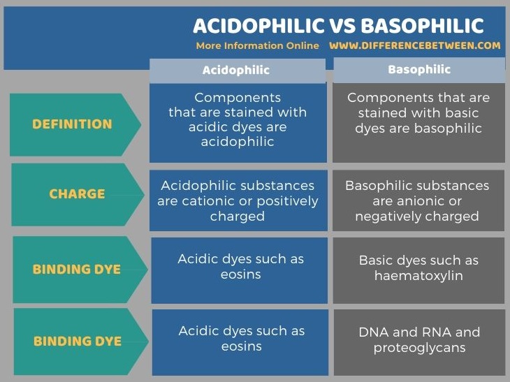 Difference Between Acidophilic and Basophilic in Tabular Form