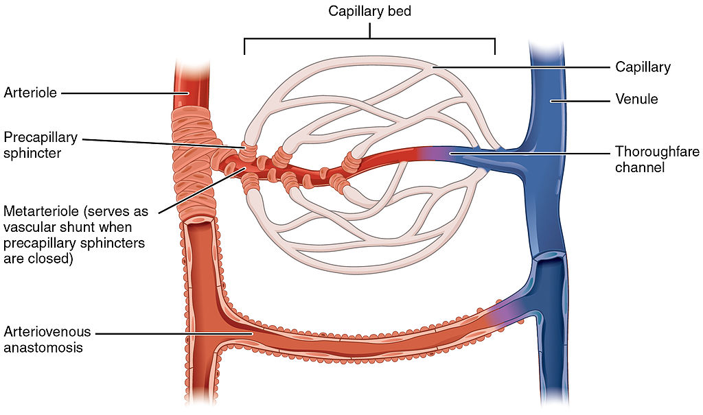 Difference Between Anastomosis and Collateral Circulation