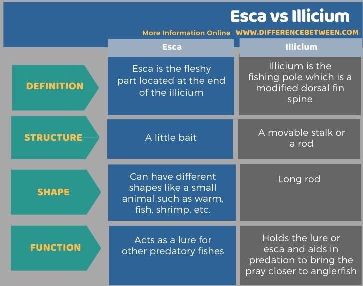 Difference Between Esca and Illicium in Tabular Form