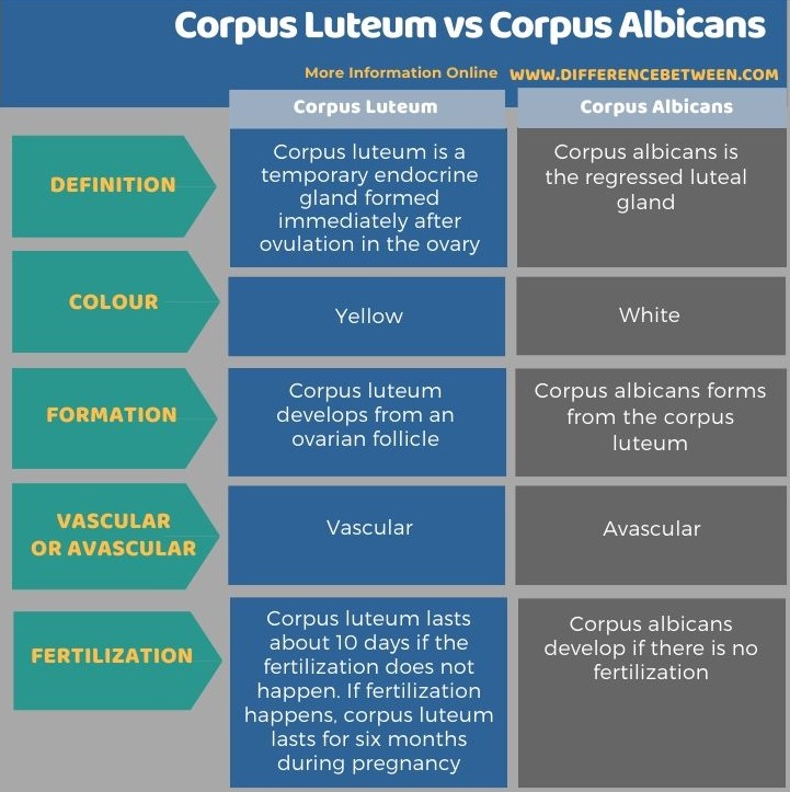 Difference Between Corpus Luteum and Corpus Albicans in Tabular Form