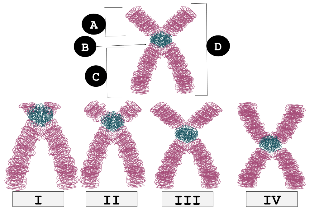 Difference Between Metacentric and Telocentric Chromosomes