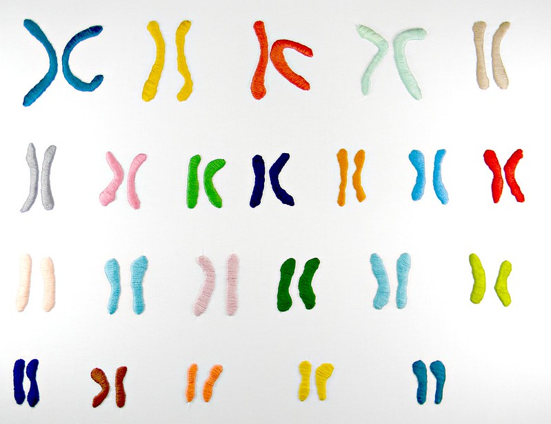 Difference Between Symmetric and Asymmetric Karyotype