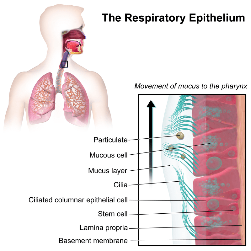 Key Difference - CSF vs Mucus