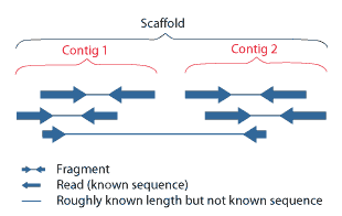 Key Difference - Contig vs Scaffold