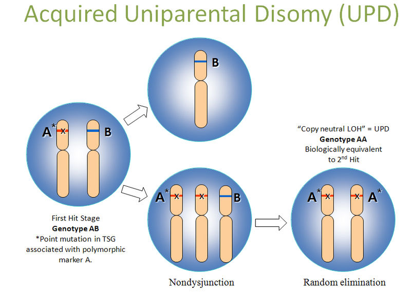 Difference Between Mosaicism and Uniparental Disomy