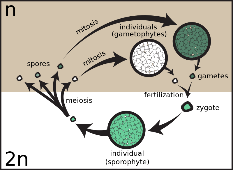 Difference Between Gametic Sporic and Zygotic Meiosis