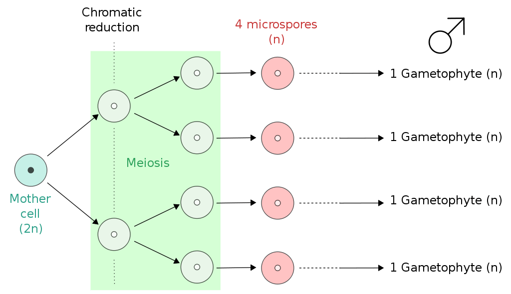 Main Difference - Gametic Sporic vs Zygotic Meiosis