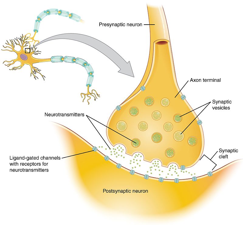 Difference Between Paracrine and Juxtacrine