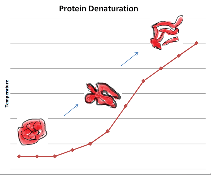 Difference Between Protein Denaturation and Hydrolysis