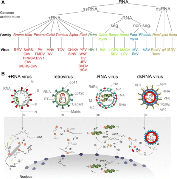 Difference Between ssRNA and dsRNA