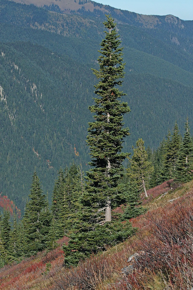 Key Difference - Anthophyta vs Coniferophyta