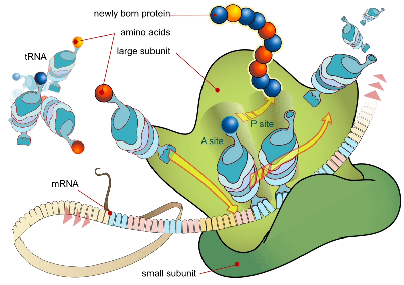 Key Difference - pre-mRNA vs mRNA