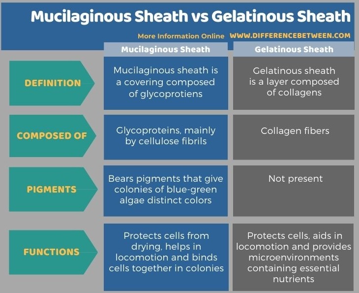 Difference Between Mucilaginous Sheath and Gelatinous Sheath in Tabular Form 