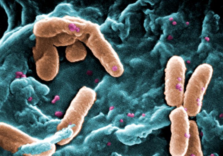 Alphaproteobacteria vs Beta Proteobacteria vs Gammaproteobacteria