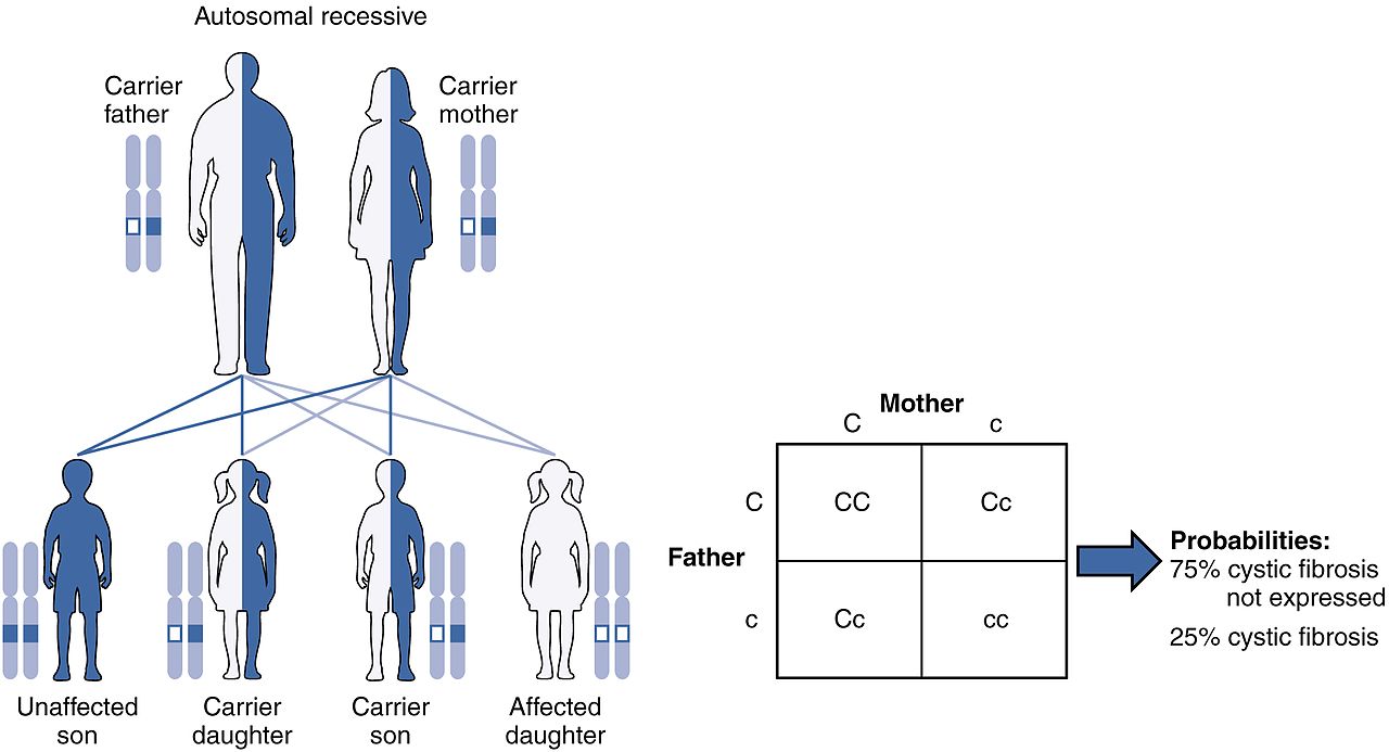 Key Difference - Autosomal Dominant vs Autosomal Recessive Disorders