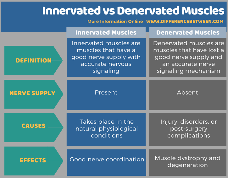 Difference Between Innervated and Denervated Muscles in Tabular Form