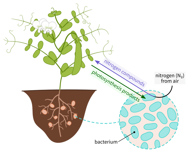 Key Difference - Root Nodules vs Mycorrhizae