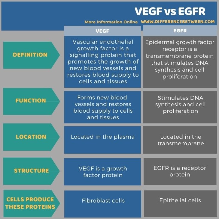 Difference Between VEGF and EGFR in Tabular Form