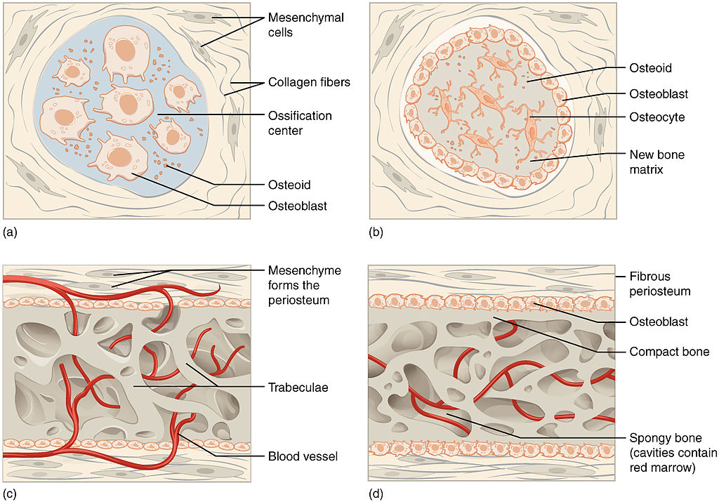 Difference Between Dermal and Endochondral Ossification