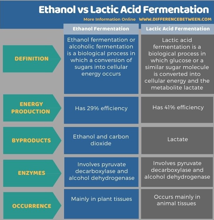 Difference Between Ethanol Fermentation and Lactic Acid Fermentation in Tabular Form