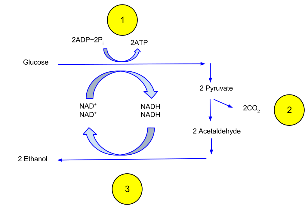 Difference Between Ethanol Fermentation and Lactic Acid Fermentation