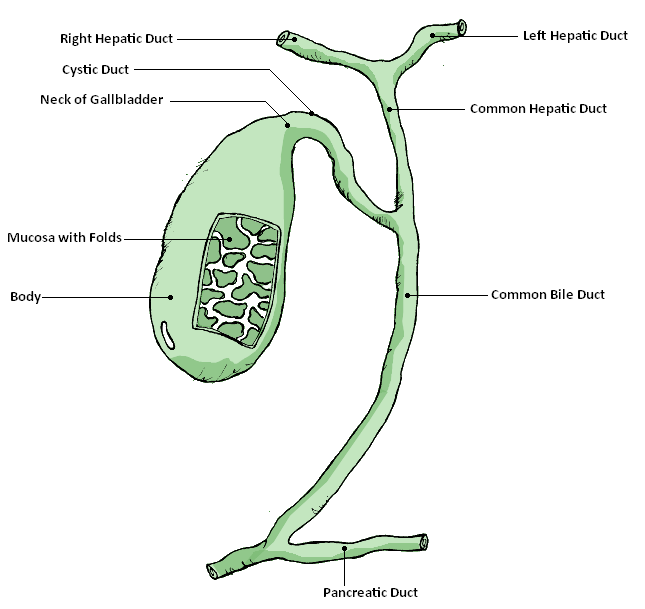 Gallbladder Diagram 