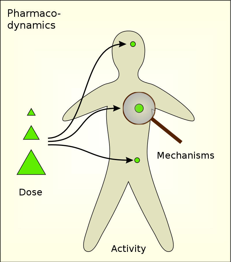 Pharmacodynamics