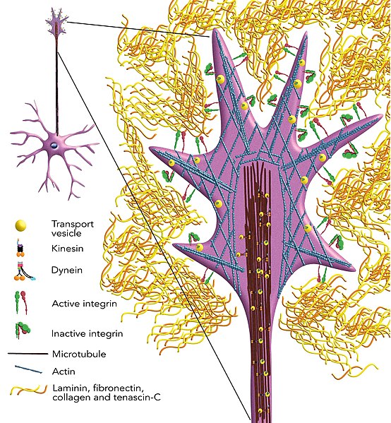 Cadherins and Integrins Difference