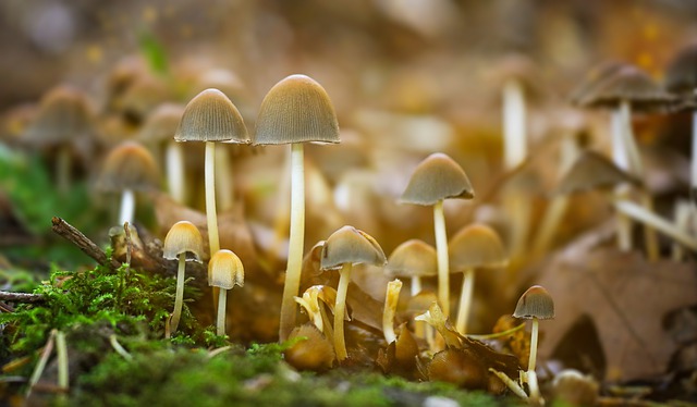 Fungi vs Lichen